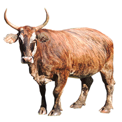Pantaneiro Cow